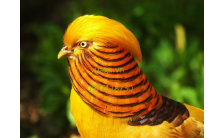 Chim trĩ vàng 7 màu Thái Lan sinh sản
